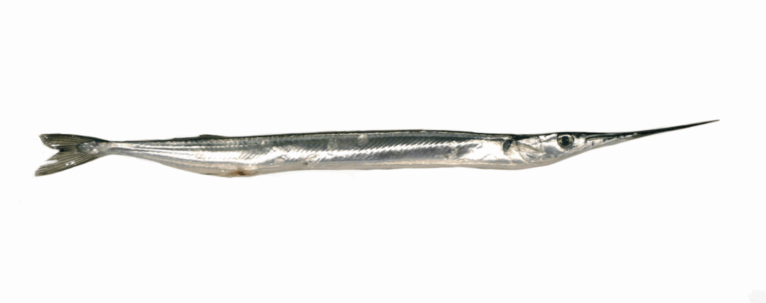 OCEAN FISH Охлаждённая и замороженная рыба Ձուկ Ասեղ << Игла>> 200/400 գ